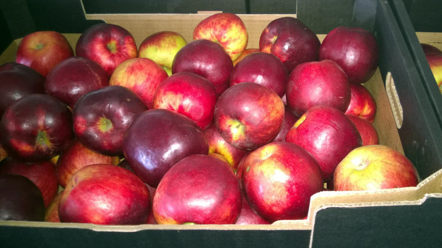 Poľský vývozca ovocia, jablká, hrušky, slivky, čerešne, veľkoobchod Poľsko 01